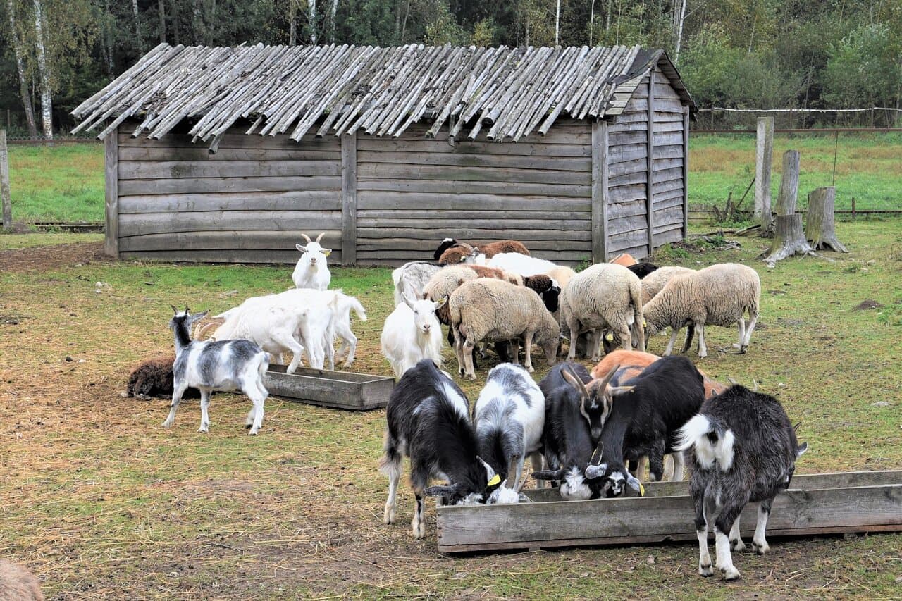 Travel to vitsyebskaya voblasts’, Belarus