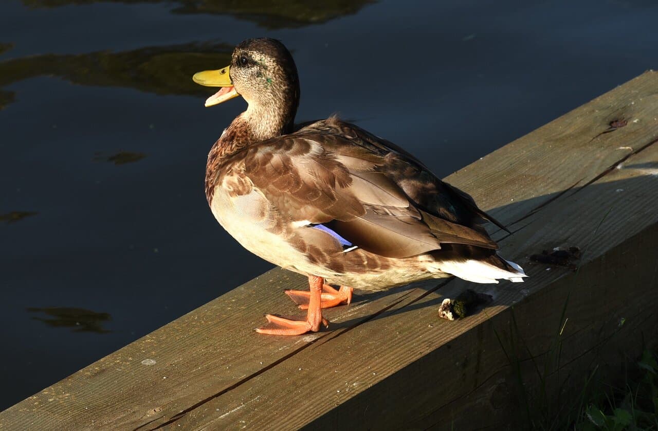Travel to hrodzyenskaya voblasts’, Belarus