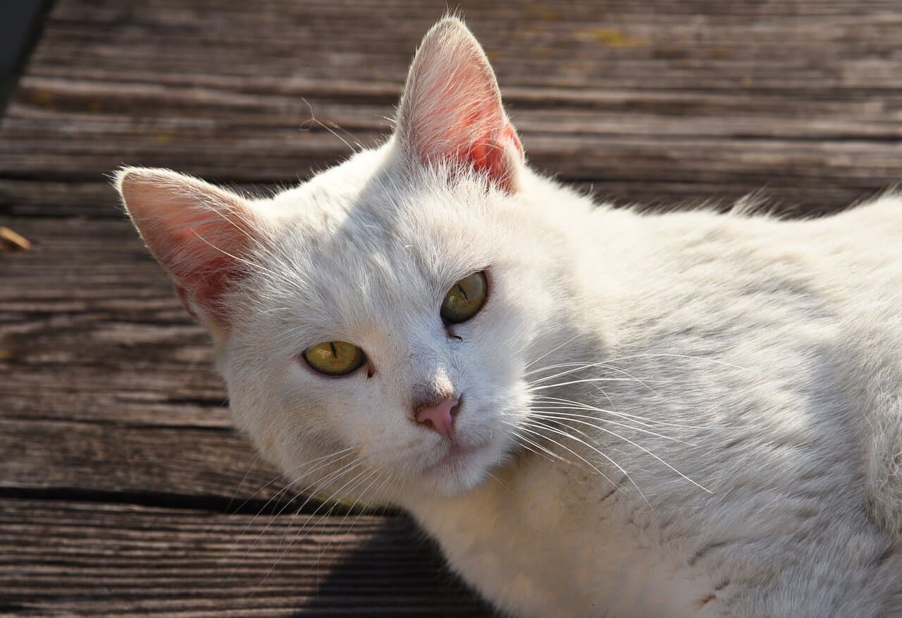 Travel to minskaya voblasts’, Belarus