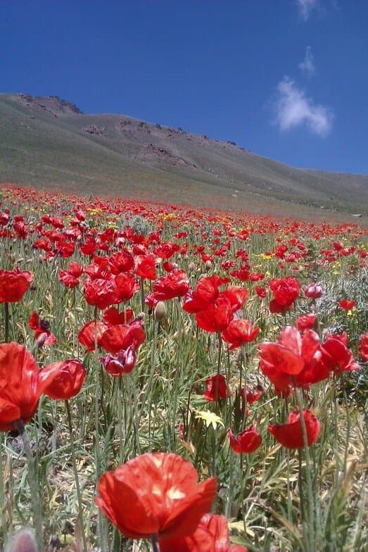 Travel to ardabīl, Iran